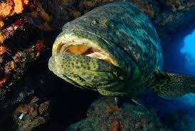 Grouper