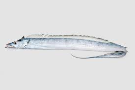 FROZEN HAIR TAIL FISH