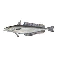 HAKE