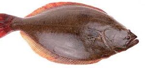 Halibut