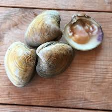 HARD SHELL CLAM