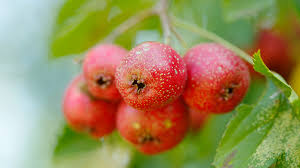 HAWTHORN EXTRACT