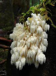 HERICIUM EXTRACT
