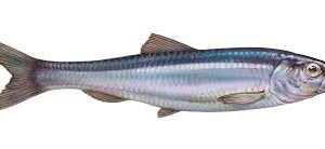HERRING