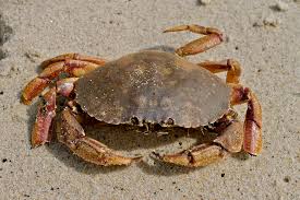 JONAH CRAB