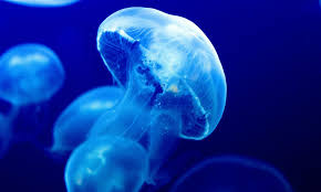 JELLY FISH