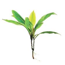 KACIP FATIMAH EXTRACT