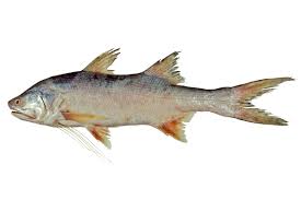 KING THREADFIN