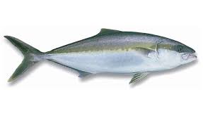 KINGFISH