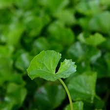 GOTU KOLA LEAF