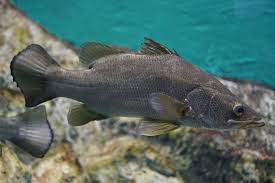 LAKE VICTORIA PERCH