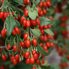 Lycium Barbarum