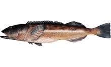 LINGCOD