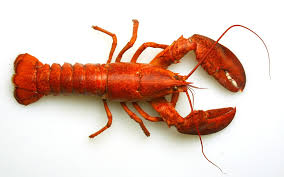 LOBSTER
