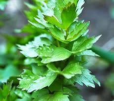 LOVAGE EXTRACT