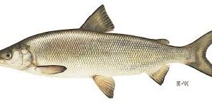 LAKE WHITEFISH