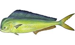 MAHI MAHI (WHOLE OR FILLETS)