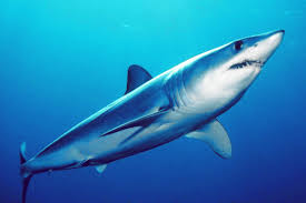 MAKO SHARK