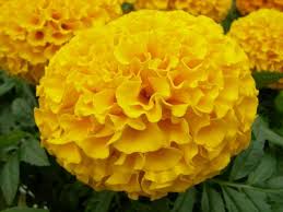 MARIGOLD FLOWER