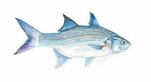 MOI FISH