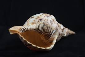 Mollusca