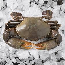 MUD CRAB