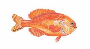 ORANGE ROUGHY
