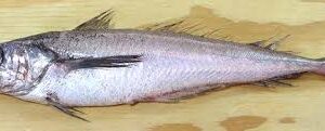 PACIFIC HAKE