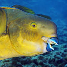 Parrot fish