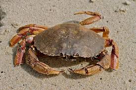PEEKYTOE CRAB
