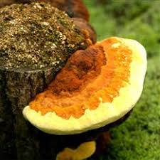 Phellinus Linteus