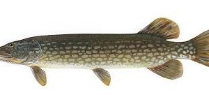 Northern pike