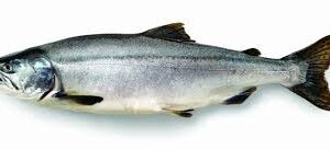 Pink salmon