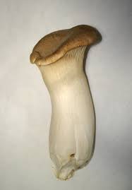 Pleurotus Eryngii Extract