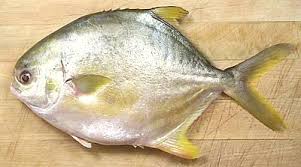 POMPANO