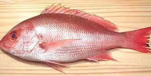PACIFIC SNAPPER