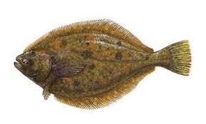PACIFIC SANDDAB