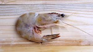 PACIFIC WHITE SHRIMP