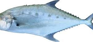 FROZEN QUEEN FISH WHOLE ROUND