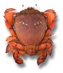 Spanner Crab