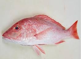 RED SNAPPER