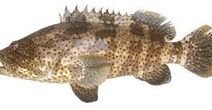 ROCK COD