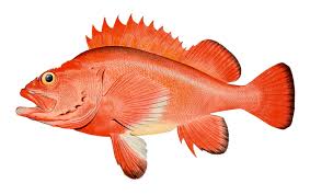 ROCKFISH