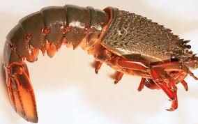 ROCK LOBSTER
