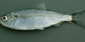 SHAD ALEWIFE