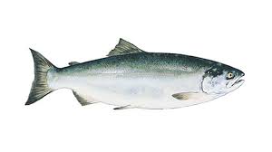 SALMON