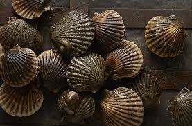 SCALLOP