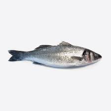 SEA BASS
