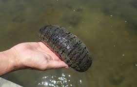 SEA CUCUMBER