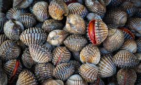 SHELLFISH
